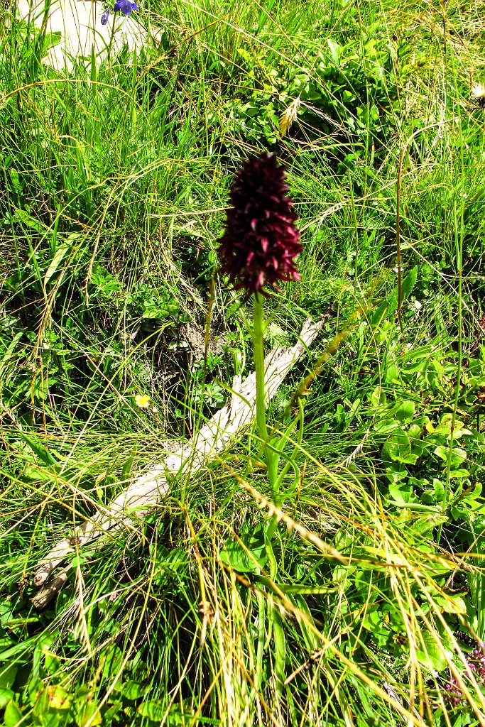 07 wunderbare Flora am Saukarkopf.jpg